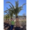 Phoenix canariensis, Datlová palma,  450 cm