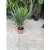 YUCCA ELEGANS, JUKA, PŮVOD ROSTLINY ŠPANĚLSKO. 80 CM