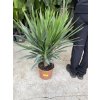 YUCCA ELEGANS, JUKA, PŮVOD ROSTLINY ŠPANĚLSKO. 80 CM