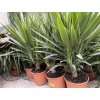 YUCCA ELEGANS, JUKA, PŮVOD ROSTLINY ŠPANĚLSKO. 80 CM