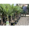 Trachycarpus fortunei,  výška 90 cm, kmen 20 cm