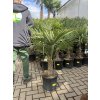 Trachycarpus fortunei,  výška 110 cm, kmen 20 cm