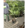 Trachycarpus fortunei,  výška 90 cm, kmen 20 cm