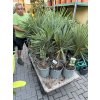 Trachycarpus fortunei,  výška 90 cm, kmen 20 cm