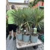 Trachycarpus fortunei,  výška 110 cm, kmen 20 cm