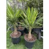 Trachycarpus fortunei,  výška 110 cm, kmen 20 cm