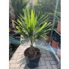 Trachycarpus fortunei,  výška 90 cm, kmen 20 cm