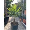 Trachycarpus fortunei,  výška 90 cm, kmen 20 cm