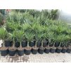 Trachycarpus fortunei,  výška 110 cm, kmen 20 cm