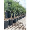 Trachycarpus fortunei,  výška 110 cm, kmen 20 cm