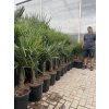 Trachycarpus fortunei,  výška 90 cm, kmen 20 cm