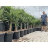 Trachycarpus fortunei,  výška 110 cm, kmen 20 cm