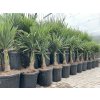 Trachycarpus fortunei,  výška 110 cm, kmen 20 cm