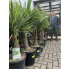 Trachycarpus fortunei,  výška 110 cm, kmen 20 cm