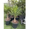 Trachycarpus fortunei,  výška 110 cm, kmen 20 cm