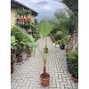 WASHINGTONIA ROBUSTA 160 cm