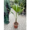 WASHINGTONIA ROBUSTA 160 cm