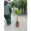 WASHINGTONIA ROBUSTA 160 cm