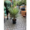 YUCCA ELEPHANTIPES JEWEL, JUKA, 100 cm.