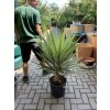 YUCCA ELEPHANTIPES JEWEL, JUKA, 150 cm.