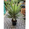 YUCCA ELEPHANTIPES JEWEL, JUKA, 100 cm.