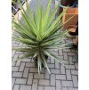 YUCCA ELEPHANTIPES JEWEL, JUKA, 100 cm.