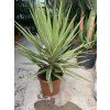YUCCA ELEPHANTIPES JEWEL, JUKA, 150 cm.