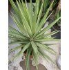 YUCCA ELEPHANTIPES JEWEL, JUKA, 150 cm.