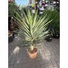 YUCCA ELEPHANTIPES JEWEL, JUKA, 150 cm.