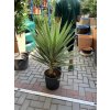 YUCCA ELEPHANTIPES JEWEL, JUKA, 100 cm.