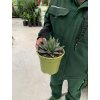 AGAVE VICTORIA REGINAE 10 cm