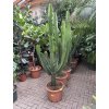 EUPHORBIA INGENS 180 cm