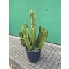 EUPHORBIA INGENS 130 CM