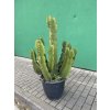 EUPHORBIA INGENS 180 cm