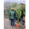 EUPHORBIA INGENS 180 cm