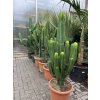 EUPHORBIA INGENS 180 cm