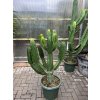 EUPHORBIA INGENS 180 cm