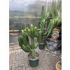 EUPHORBIA INGENS 180 cm