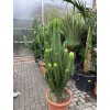 EUPHORBIA INGENS 180 cm