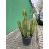 EUPHORBIA INGENS 130 CM