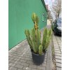 EUPHORBIA INGENS 180 cm