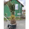 Phoenix canariensis, Datlová palma, 300 cm
