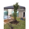 Phoenix canariensis, Datlová palma, 350 cm