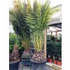 Phoenix canariensis, Datlová palma, 350 cm
