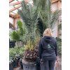 Phoenix canariensis, Datlová palma, 300 cm