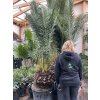 Phoenix canariensis, Datlová palma, 350 cm