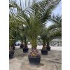Phoenix canariensis, Datlová palma, 350 cm