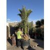 Phoenix canariensis, Datlová palma, 300 cm