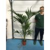 HOWEA FORSTERIANA 160 CM