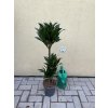 DRACAENA COMPACTA, DRACENA, PŮVOD ROSTLINY ŠPANĚLSKO. 95 CM